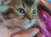 Stunning mixed kittens Tabby British blue