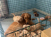 GOLDEN RETRIEVER PUPPIES