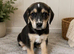 Beagle x labs ready now