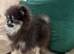 Rare Opportunity Micro Pomeranian