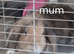 Double maned lionhead X mini lop