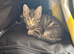 Gorgeous Kittens For Sale