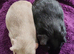 Beautiful bonded boys