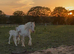 Blagdon mare and filly foal at foot
