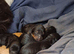 I have 4 Beautiful Cockerpoo x Poodle puppies