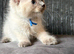 Beautiful sepia and blue point ragdolls available now