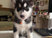 Adorable Siberian Huskies Puppies