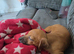 Golden female jack Russell