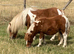 Shetland Mini Filly Foal