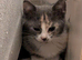 Stunning kittens for sale