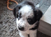 Beautiful Male Collie