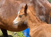Stunning little section B colt foal