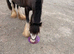 Raine 5yr old mare