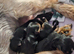 2 loveable boy yorkshire terrier x mini yorkies