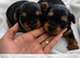 Two Beautiful Yorkshire Terrier Boys