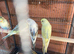 Rec / Pied baby Budgies