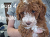 Ready To Go Now F1b Labradoodles