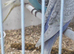 Budgies