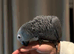 HAND-REARED AFRICAN GREY PARROT BABIES – LOOKING FOR LOVING HOMES