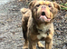 FLUFFY OLDE TYME BULLDOG - PET HOME