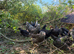 FREE RANGE POL HENS &ndash; AVAILABLE NOW
