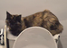 Female 2 year old main coon