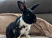 Netherland Dwarf Male