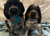 Stunning show type cocker spaniel puppies
