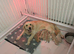 Lovely Puppy Boy (KC)