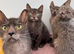 Lykoi kittens