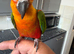 Hand tame Jenday conure