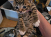 Beautiful Bengal Cross Kittens