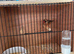Weaver Finch