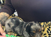 BEAUTIFUL MINIATURE DACHSHUNDS