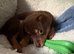 Rolo
