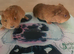 2 beautiful baby girl guinea pigs