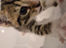 Adorable taddies needing a new home