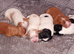 Cavalier King Charles x Cockapoo