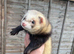 Hob ferret available