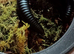 Triumphtarantulas