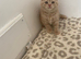 Fawn British Shorthair READY ON FRIDAY