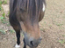 Stunning standard Shetland mare