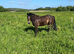Registered 2  year old gelding