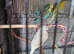 Budgies for sale