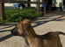 Belgian Malinois puppies