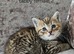 5 kittens x British blue shorthair crossed