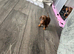 miniture dachshunds