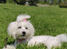Purebred Maltese Pup (ready to go)