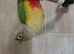 Gorgeous little pineapple greencheek conure