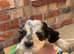 Show cocker spaniels